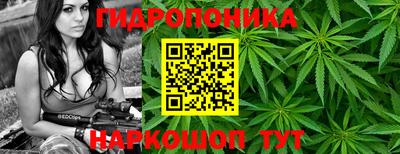 шишки Лесосибирск